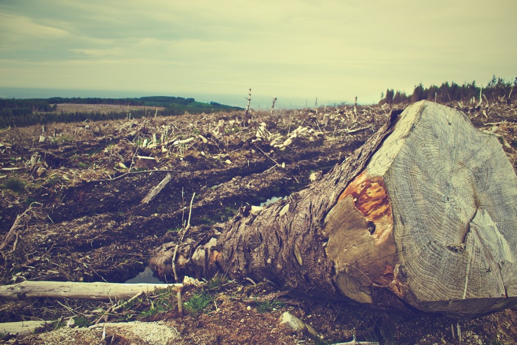 How Biomass Energy Can Help Forest Destruction