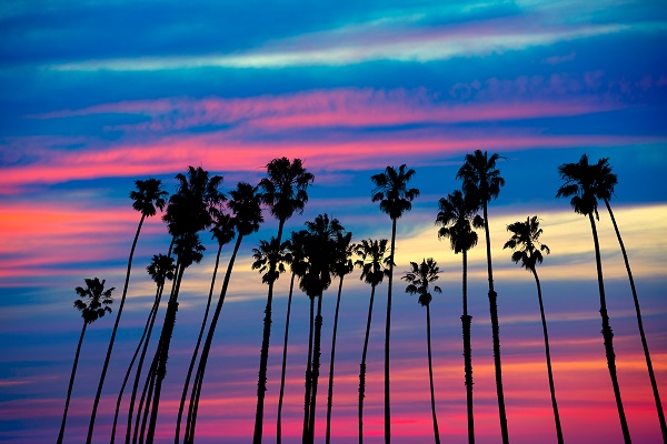California palm trees group sunset with colorful sky