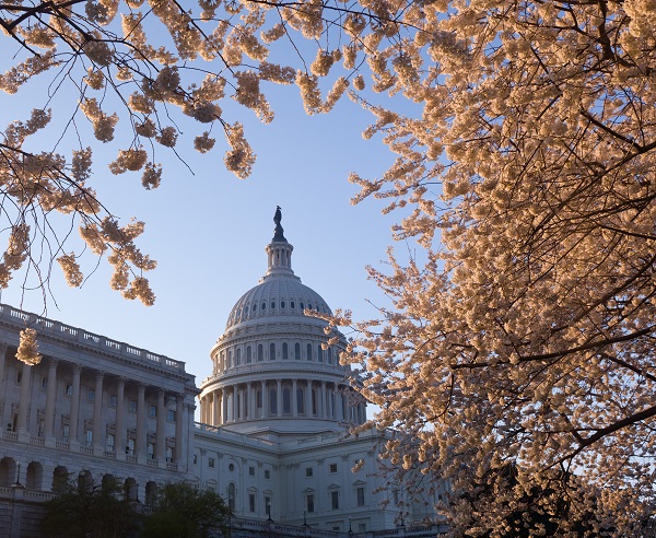 Capitol building in Washington DC illuminated early in the morning with cherry blossoms framing the dome of the building